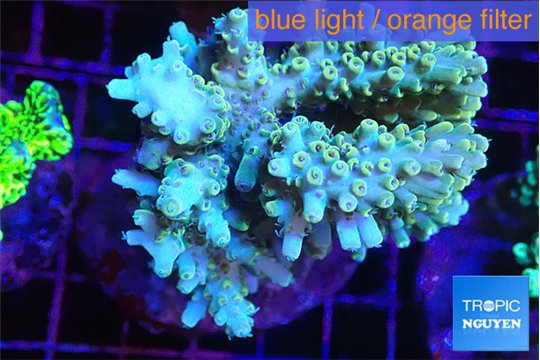 Acropora purple gold premium 7-11 cm WYSIWYG acclimaté
