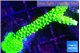 Acropora neon green 5-6 cm WYSIWYG acclimaté