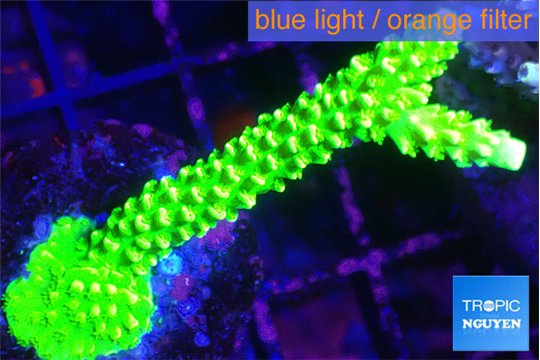Acropora neon green 5-6 cm WYSIWYG acclimaté