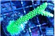 Acropora neon green 5-6 cm WYSIWYG acclimaté