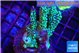 Montipora green & purple polyps 4-5 cm WYSIWYG acclimaté