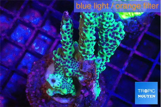 Montipora green & purple polyps 4-5 cm WYSIWYG acclimaté