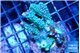 Montipora green & purple polyps 4-5 cm WYSIWYG acclimaté