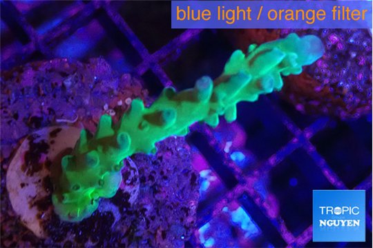 Acropora green & purple tip 4-6 cm WYSIWYG acclimaté