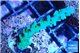 Acropora green & purple tip 4-6 cm WYSIWYG acclimaté
