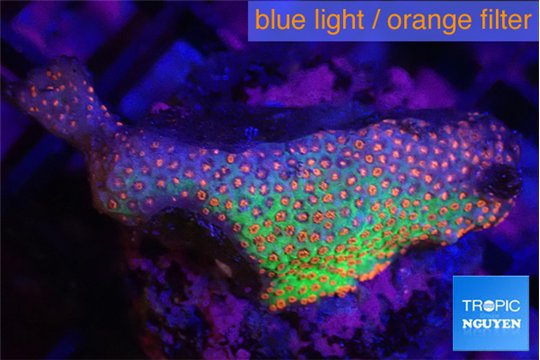 Montipora red fire forest 3-5 cm WYSIWYG acclimaté