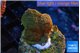 Montipora green & purple blue polyps 2-3 cm WYSIWYG acclimaté