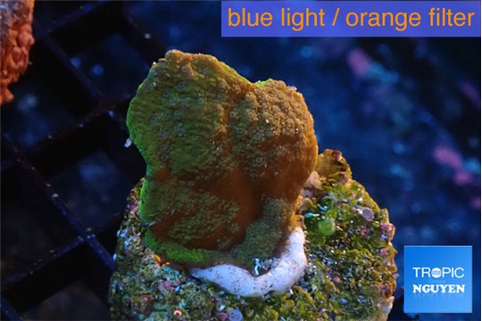 Montipora green & purple blue polyps 2-3 cm WYSIWYG acclimaté