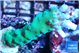 Acropora green & purple tip 3-5 cm WYSIWYG acclimaté