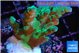 Acropora green 3-4 cm WYSIWYG acclimaté