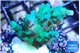 Acropora green 3-4 cm WYSIWYG acclimaté
