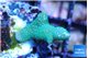 Seriatopora caliendrum green 2-3 cm WYSIWYG acclimaté