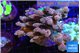 Acropora pink 7-11 cm WYSIWYG acclimaté