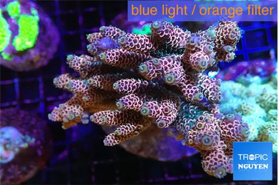 Acropora pink 7-11 cm WYSIWYG acclimaté