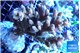 Acropora pink 7-11 cm WYSIWYG acclimaté