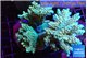 Acropora pikachu 8-12 cm WYSIWYG acclimaté