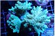 Acropora pikachu 8-12 cm WYSIWYG acclimaté