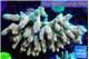 Acropora mango 8-12 cm WYSIWYG acclimaté