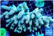Acropora mango 8-12 cm WYSIWYG acclimaté