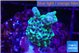 Montipora green & purple polyps 3-4 cm WYSIWYG acclimaté