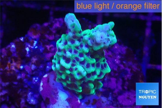 Montipora green & purple polyps 3-4 cm WYSIWYG acclimaté