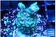 Montipora green & purple polyps 3-4 cm WYSIWYG acclimaté