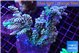 Acropora purple gold 7-11 cm WYSIWYG acclimaté