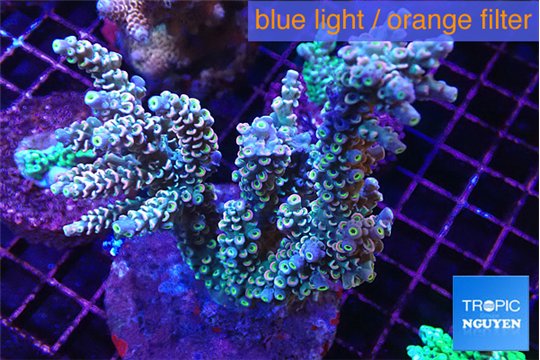 Acropora purple gold 7-11 cm WYSIWYG acclimaté