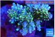 Acropora purple gold 7-11 cm WYSIWYG acclimaté