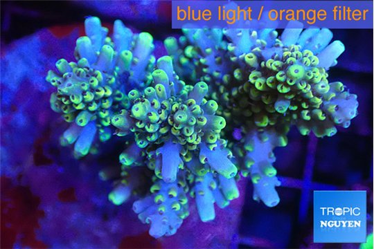 Acropora purple gold 7-11 cm WYSIWYG acclimaté