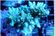 Acropora purple gold 7-11 cm WYSIWYG acclimaté