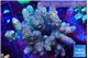 Acropora mango 8-12 cm WYSIWYG acclimaté