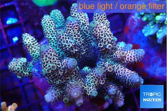 Acropora mango 8-12 cm WYSIWYG acclimaté