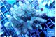 Acropora mango 8-12 cm WYSIWYG acclimaté