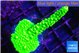 Acropora neon green 4-5 cm WYSIWYG acclimaté