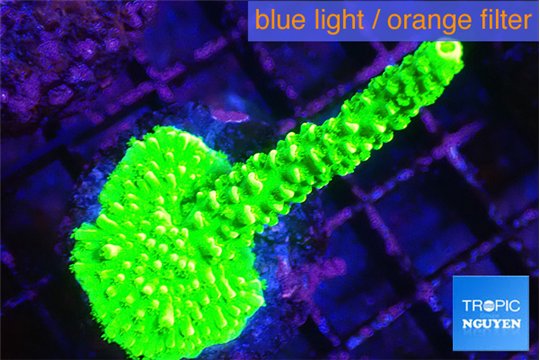 Acropora neon green 4-5 cm WYSIWYG acclimaté