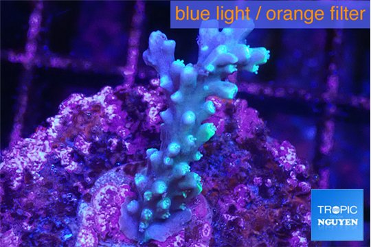 Acropora joker 4-5 cm WYSIWYG acclimaté
