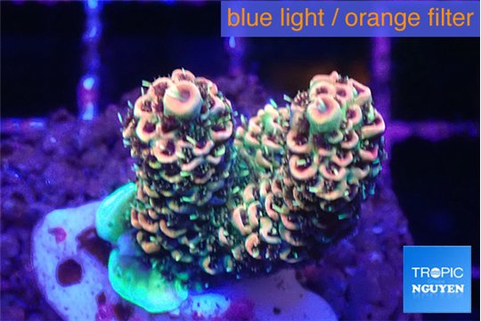 Acropora mango 2-3 cm WYSIWYG acclimaté