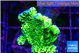 Montipora green 3-4 cm WYSIWYG acclimaté