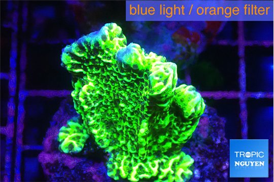 Montipora green 3-4 cm WYSIWYG acclimaté
