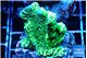 Montipora green 3-4 cm WYSIWYG acclimaté