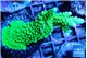 Acropora neon green 5-6 cm WYSIWYG acclimaté