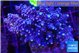 Acropora purple 7-11 cm WYSIWYG acclimaté