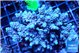 Acropora purple 7-11 cm WYSIWYG acclimaté