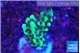 Montipora green & purple polyps 2-3 cm WYSIWYG acclimaté