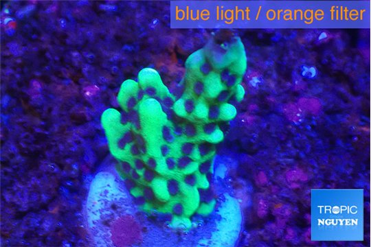 Montipora green & purple polyps 2-3 cm WYSIWYG acclimaté