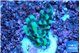Montipora green & purple polyps 2-3 cm WYSIWYG acclimaté