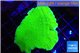 Montipora green cap 3-4 cm WYSIWYG acclimaté