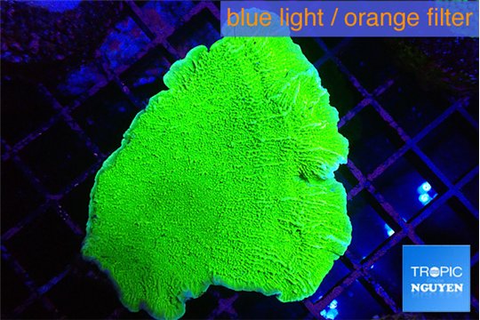 Montipora green cap 3-4 cm WYSIWYG acclimaté