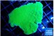 Montipora green cap 3-4 cm WYSIWYG acclimaté